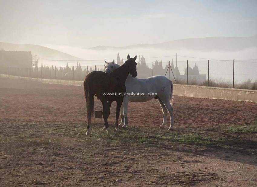 Revente - Country Property/Finca - Torre Del Rico