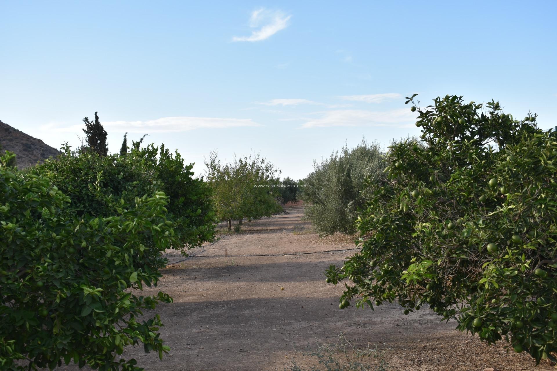 Revente - Country Property/Finca - Torre Pacheco - Dolores De Pacheco