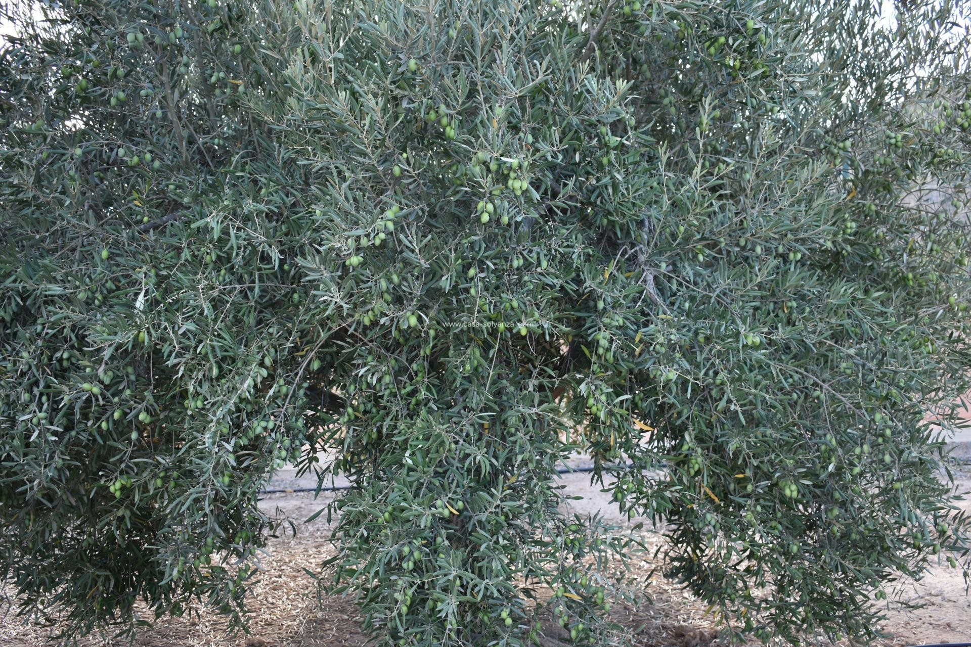 Revente - Country Property/Finca - Torre Pacheco - Dolores De Pacheco