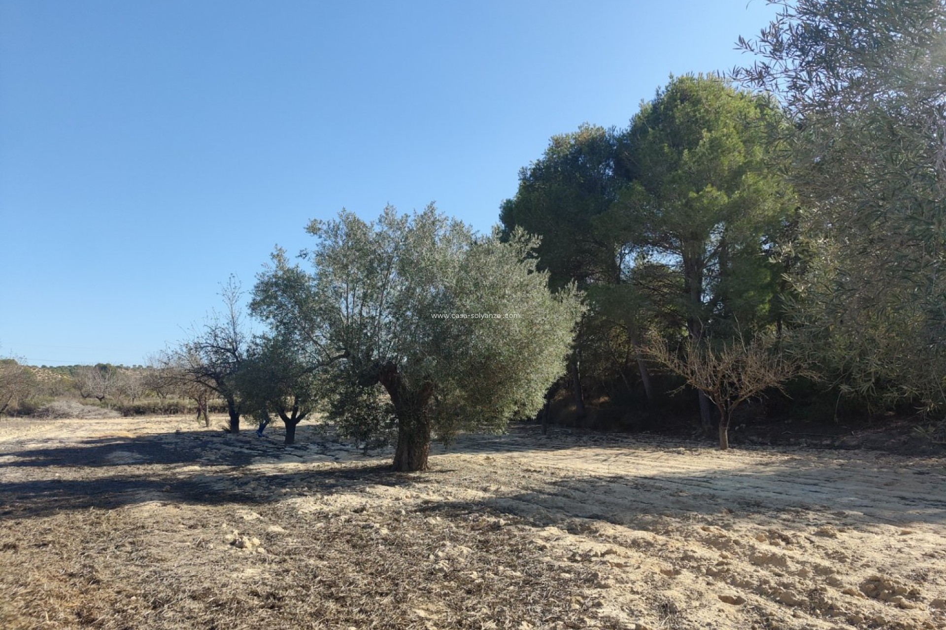 Revente - Country Property/Finca - Torremendo