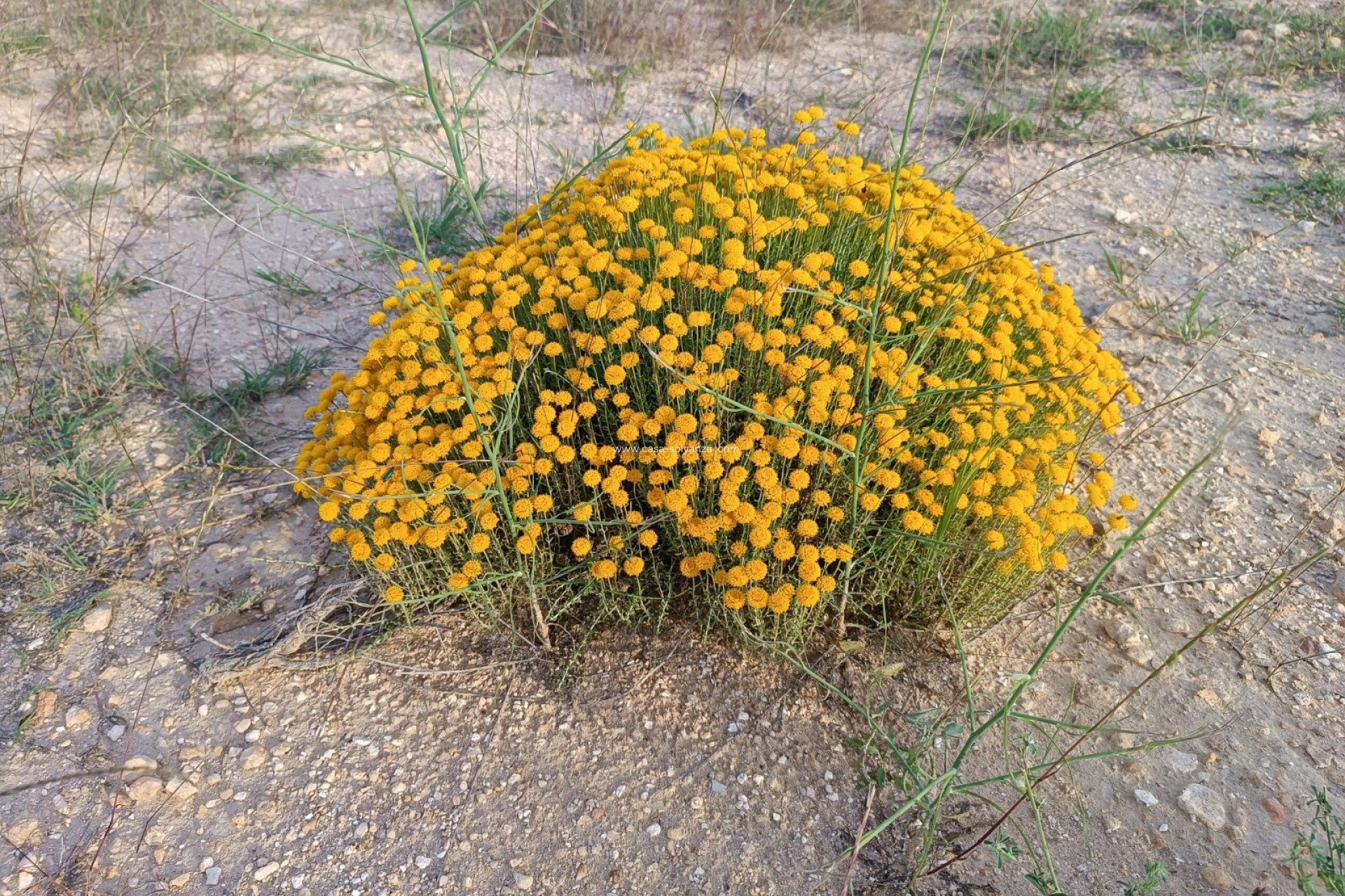 Revente - Country Property/Finca - Yecla - Inland