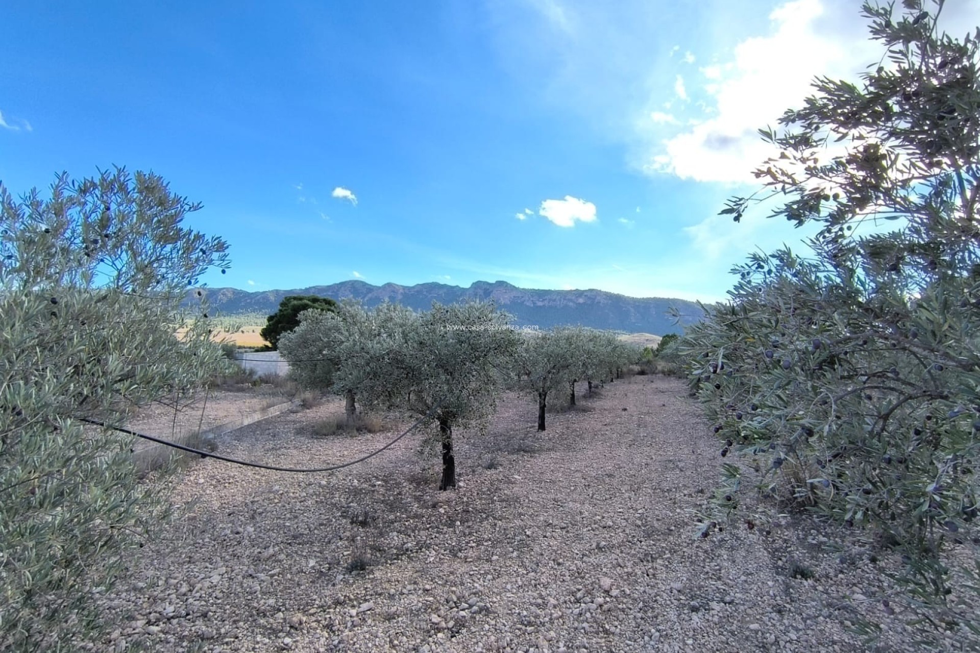 Revente - Country Property/Finca - Yecla - Inland