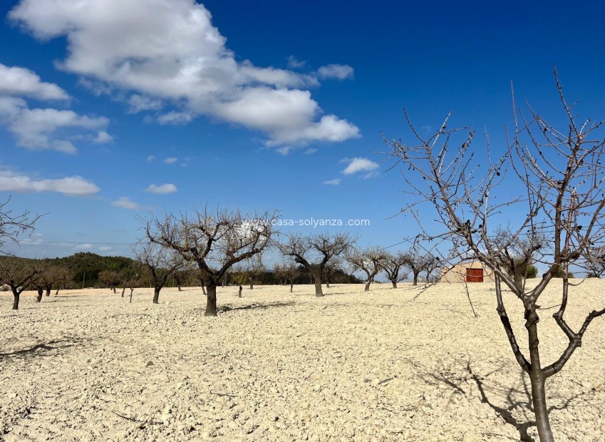 Revente - Land - Bullas - Inland