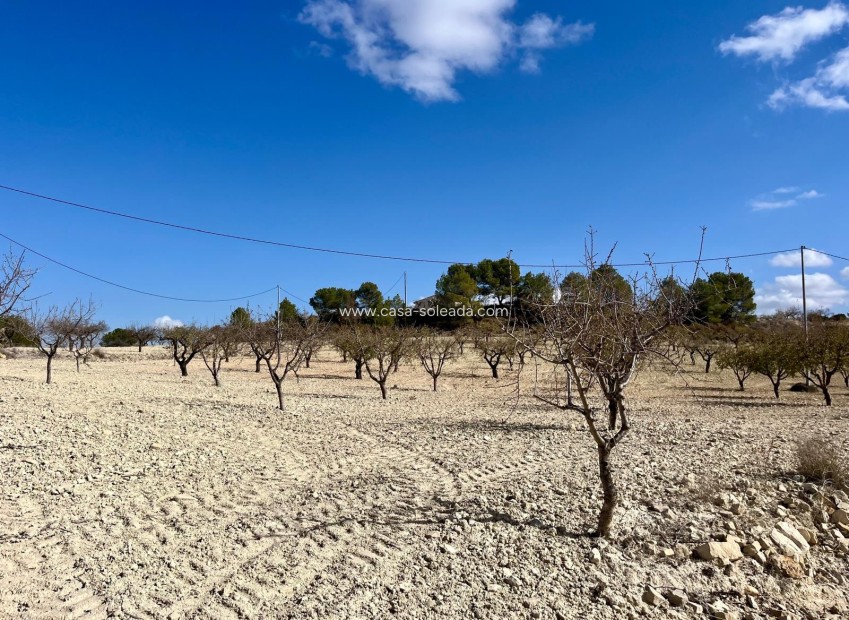 Revente - Land - Bullas - Inland