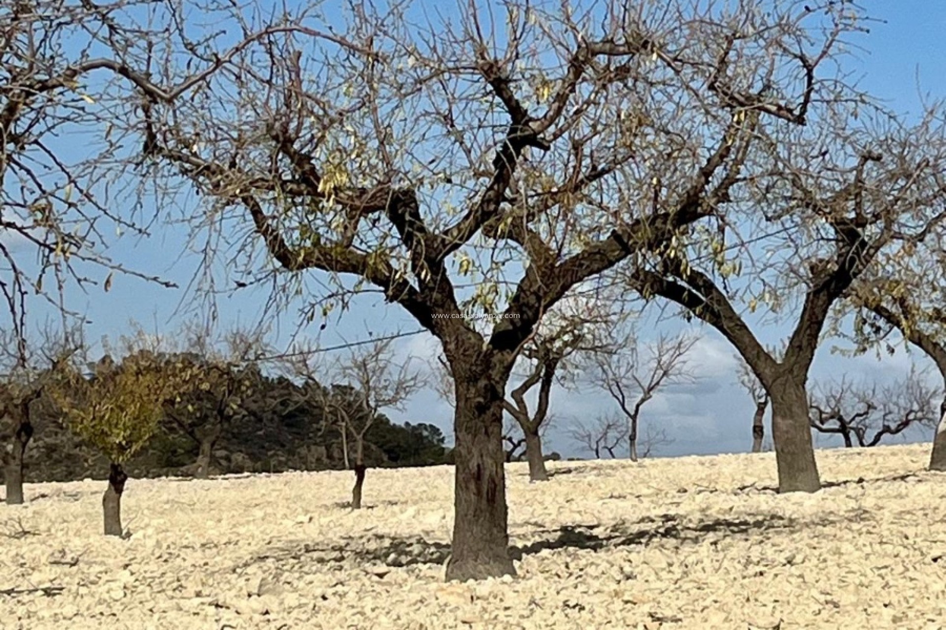 Revente - Land - Bullas - Inland