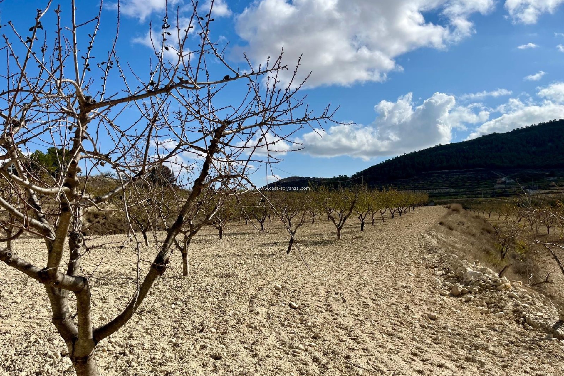 Revente - Land - Bullas - Inland