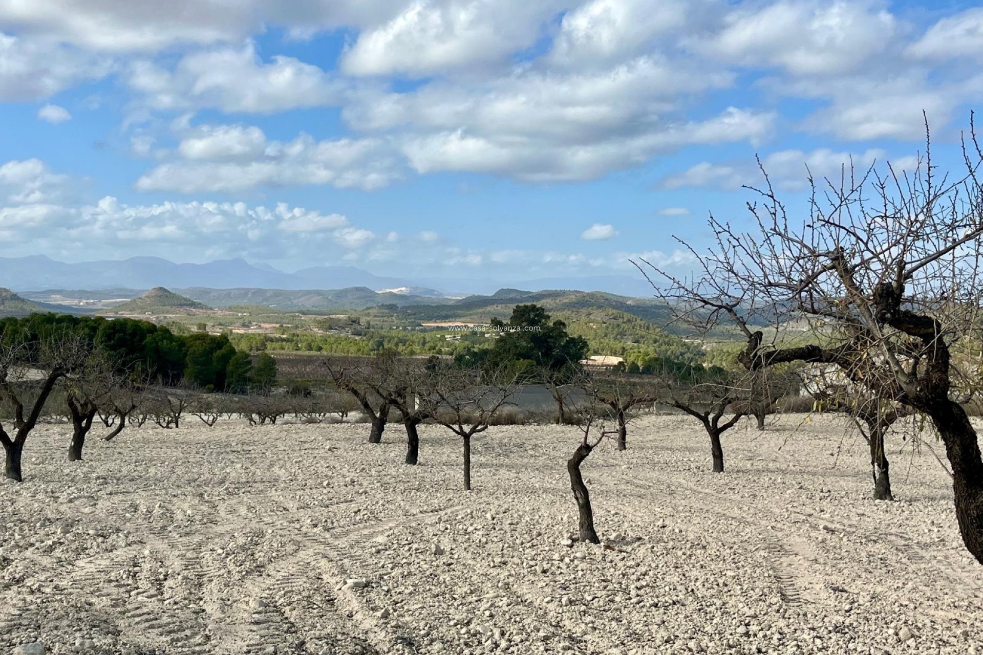 Revente - Land - Bullas - Inland