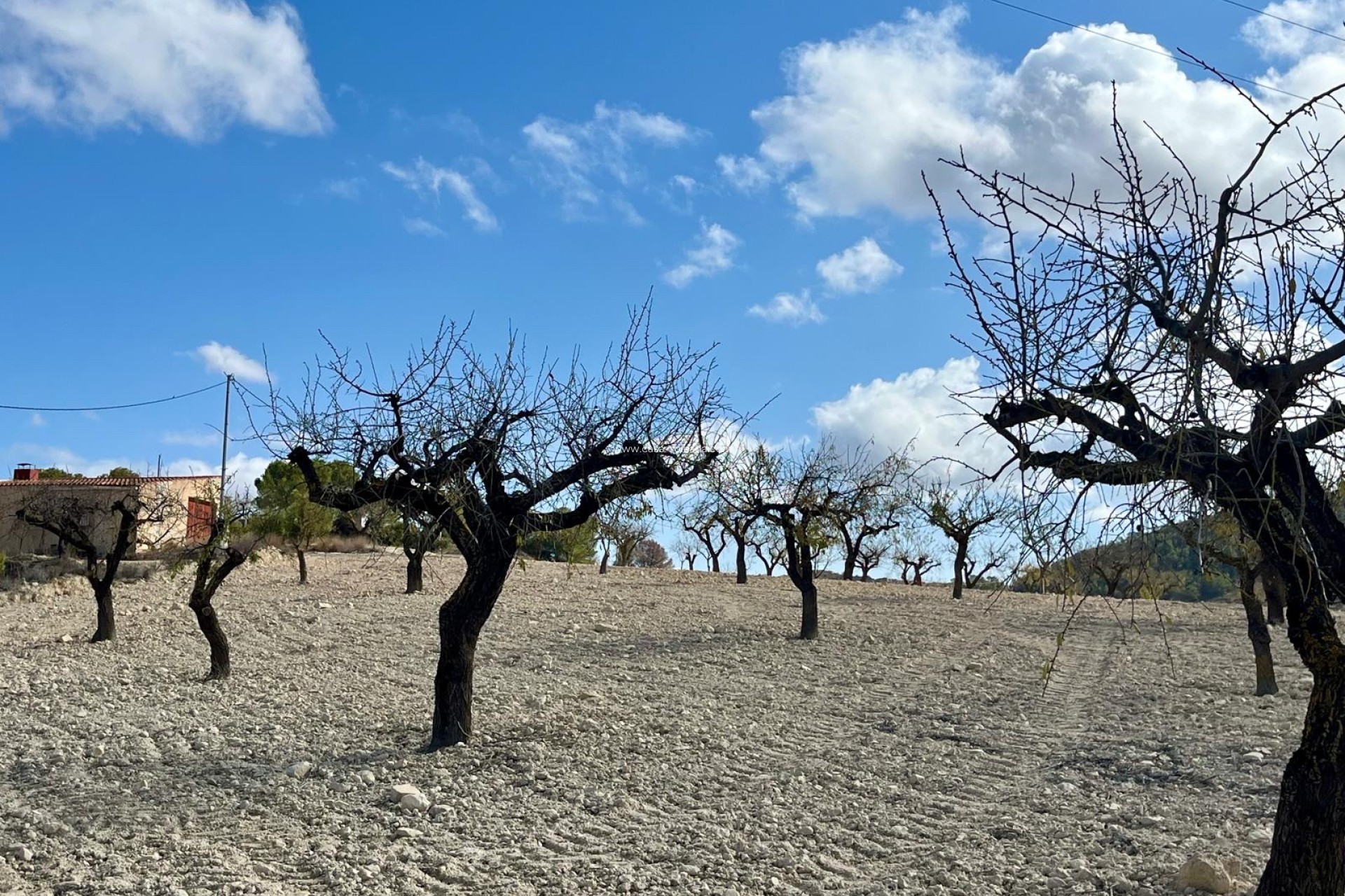 Revente - Land - Bullas - Inland