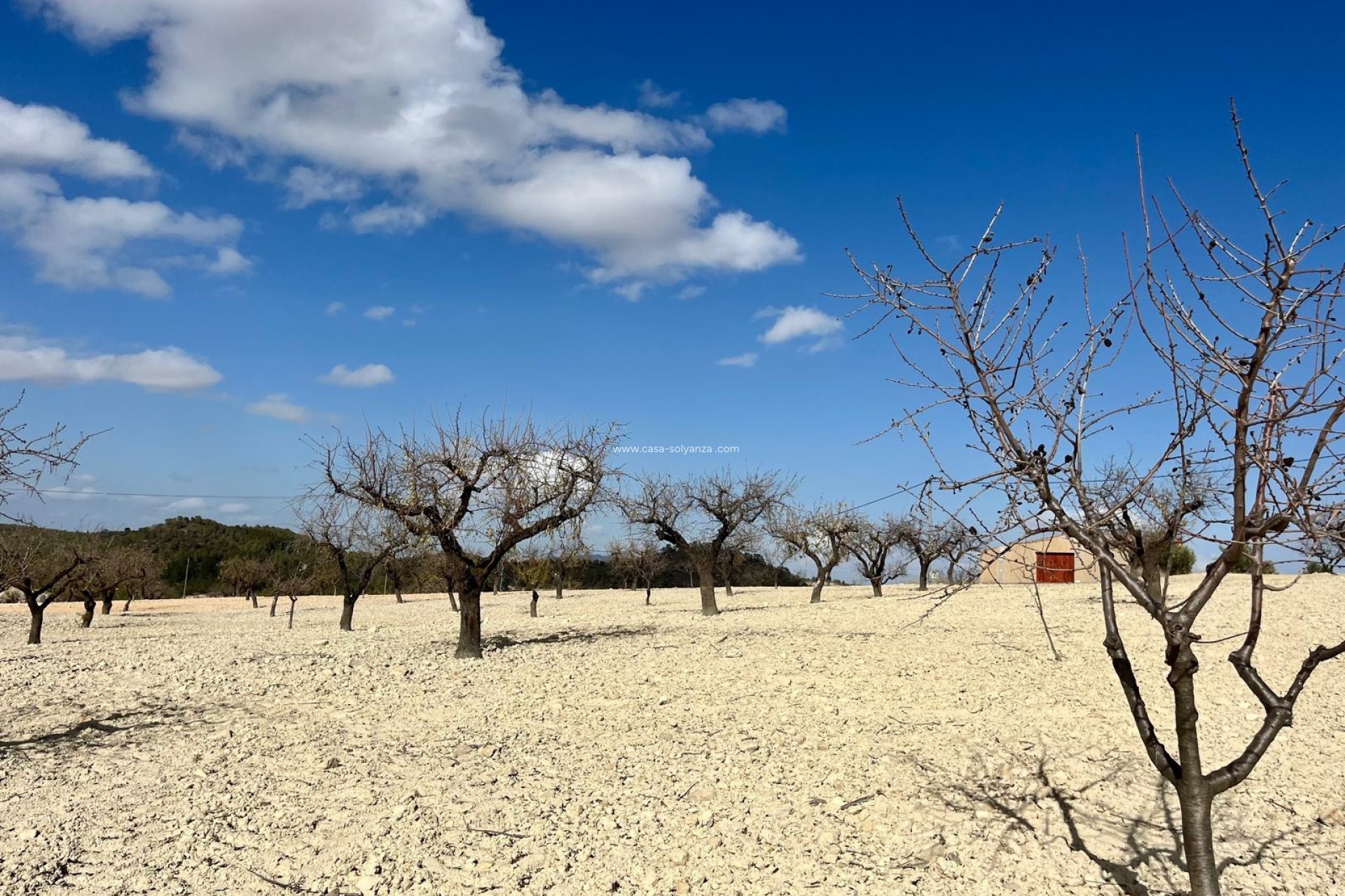 Revente - Land - Bullas - Inland