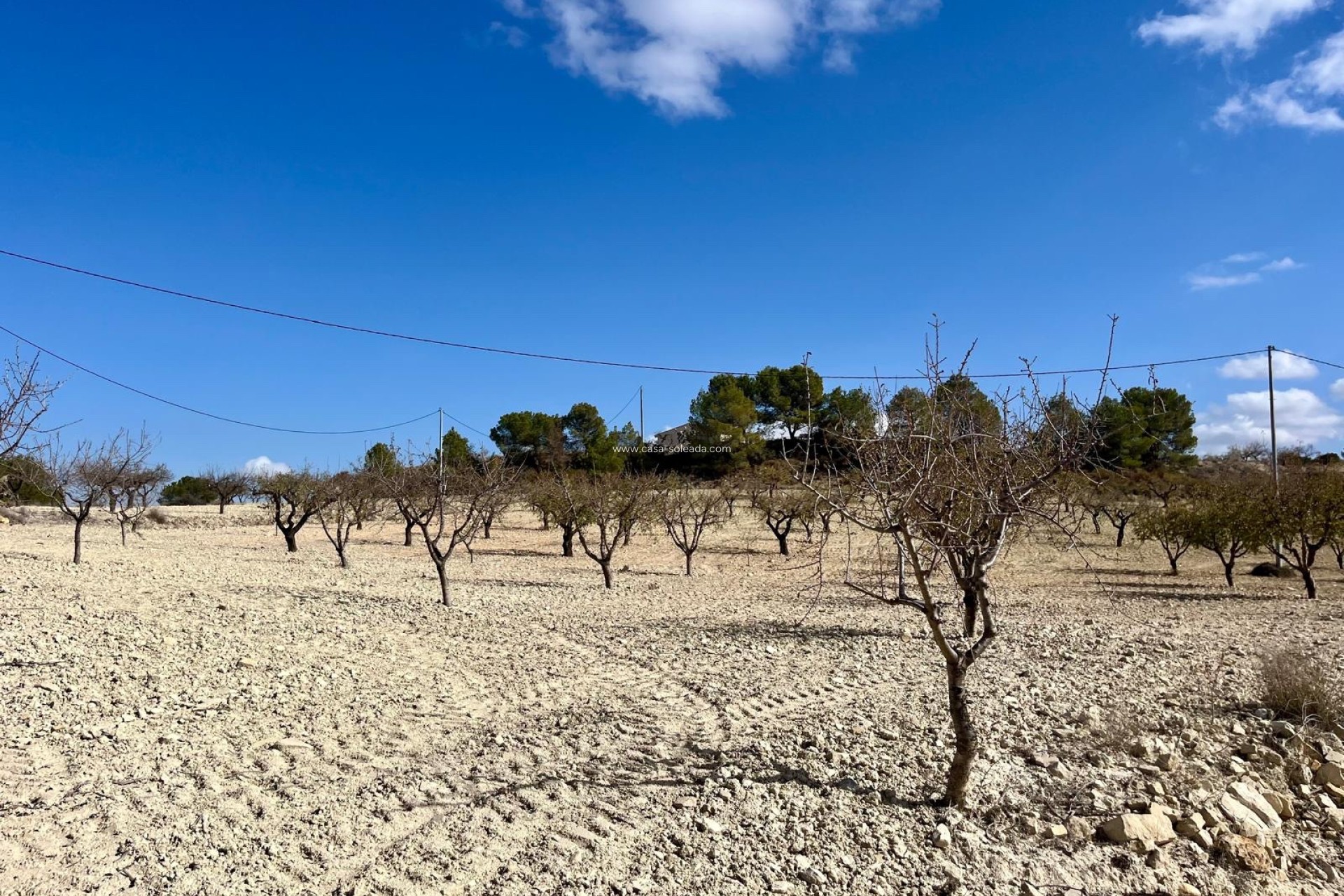 Revente - Land - Bullas - Inland