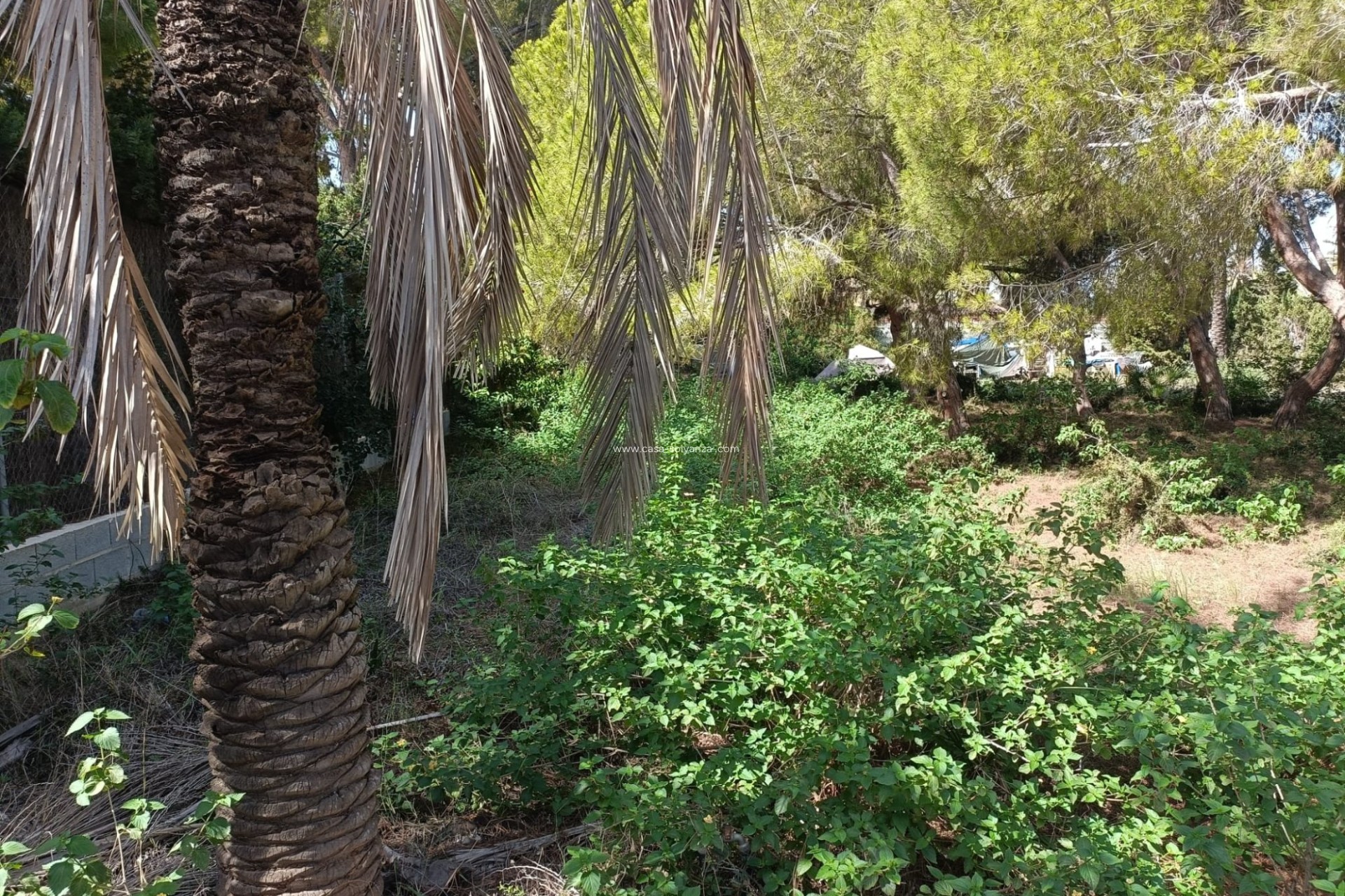 Revente - Land - Cabo Roig - Costa Blanca