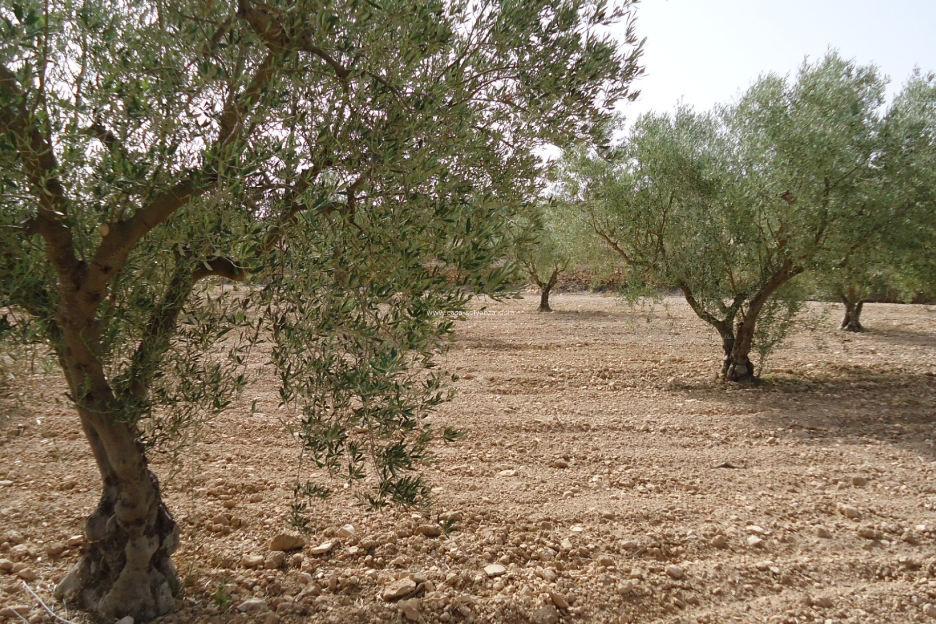 Revente - Land - Canada del Trigo - Inland