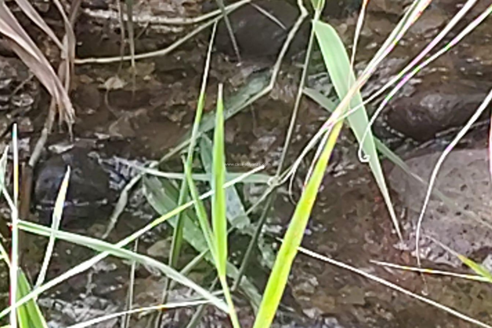 Revente - Land - Moratalla