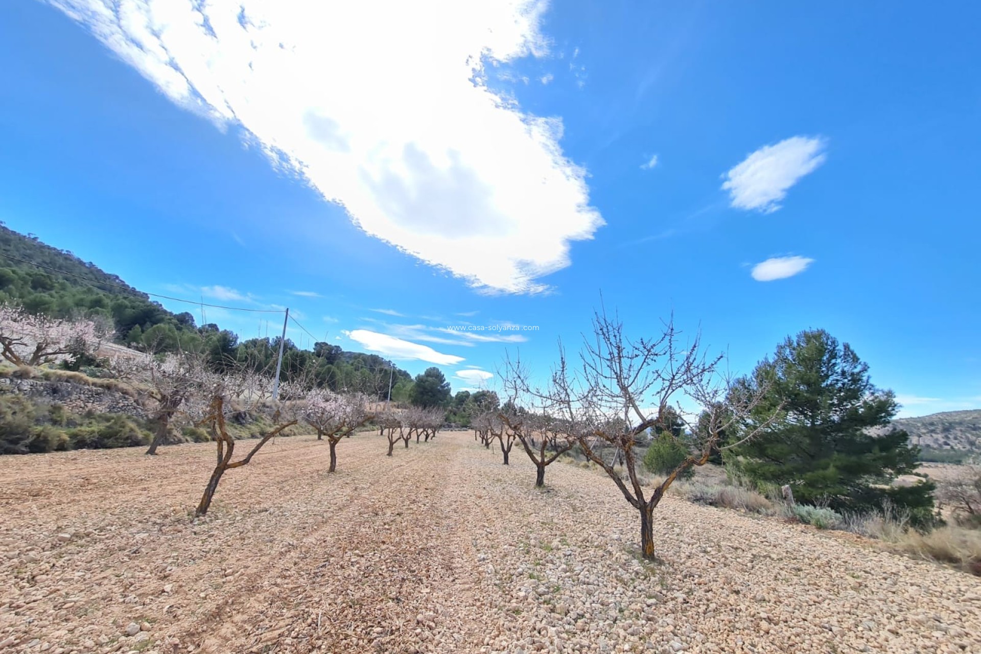 Revente - Land - Pinoso - Inland