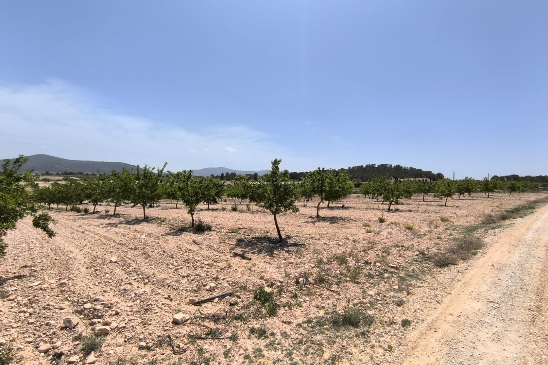 Revente - Land - Pinoso - Inland