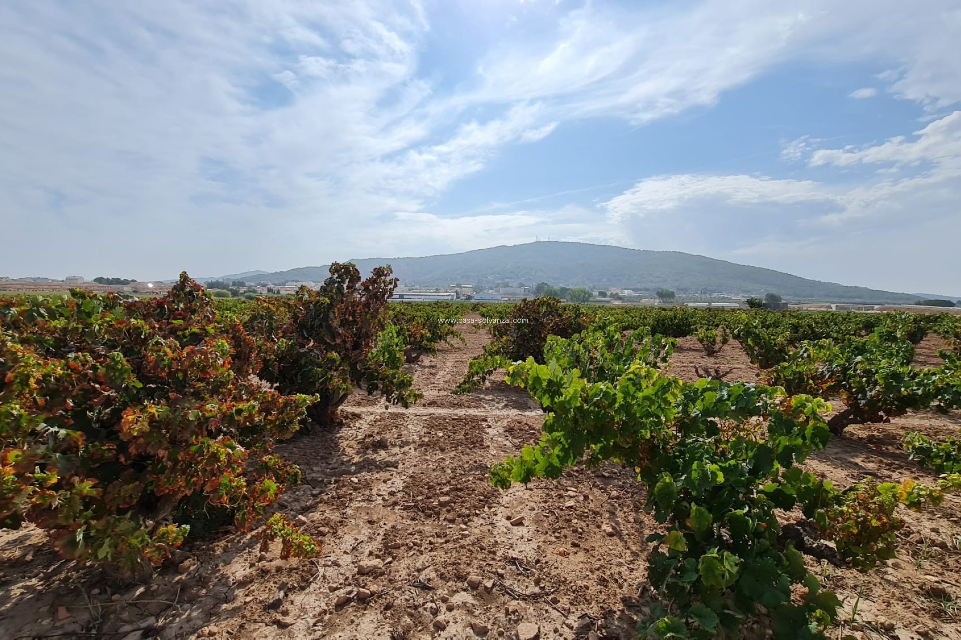 Revente - Land - Pinoso - Inland