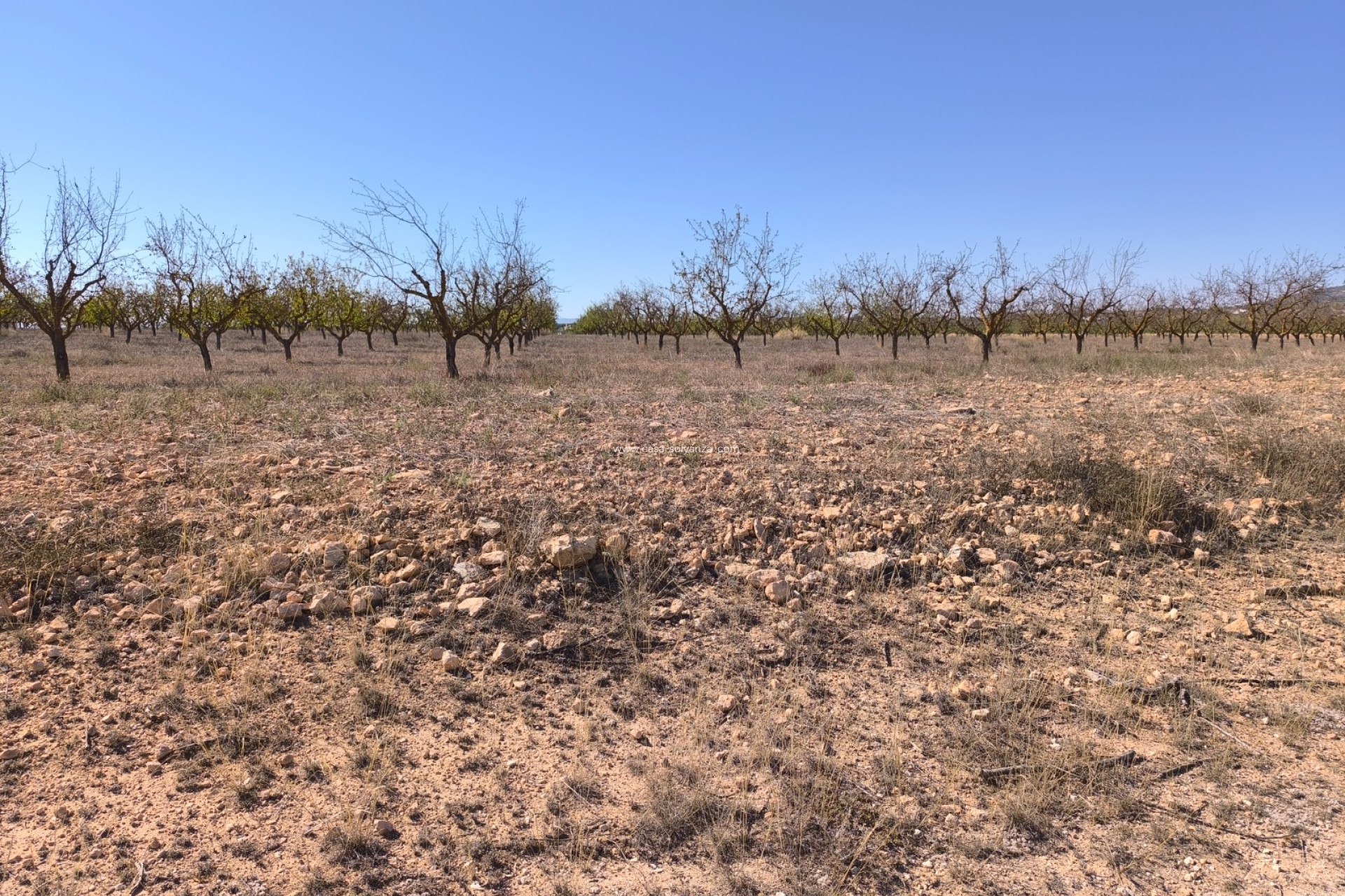 Revente - Land - Pinoso - Inland