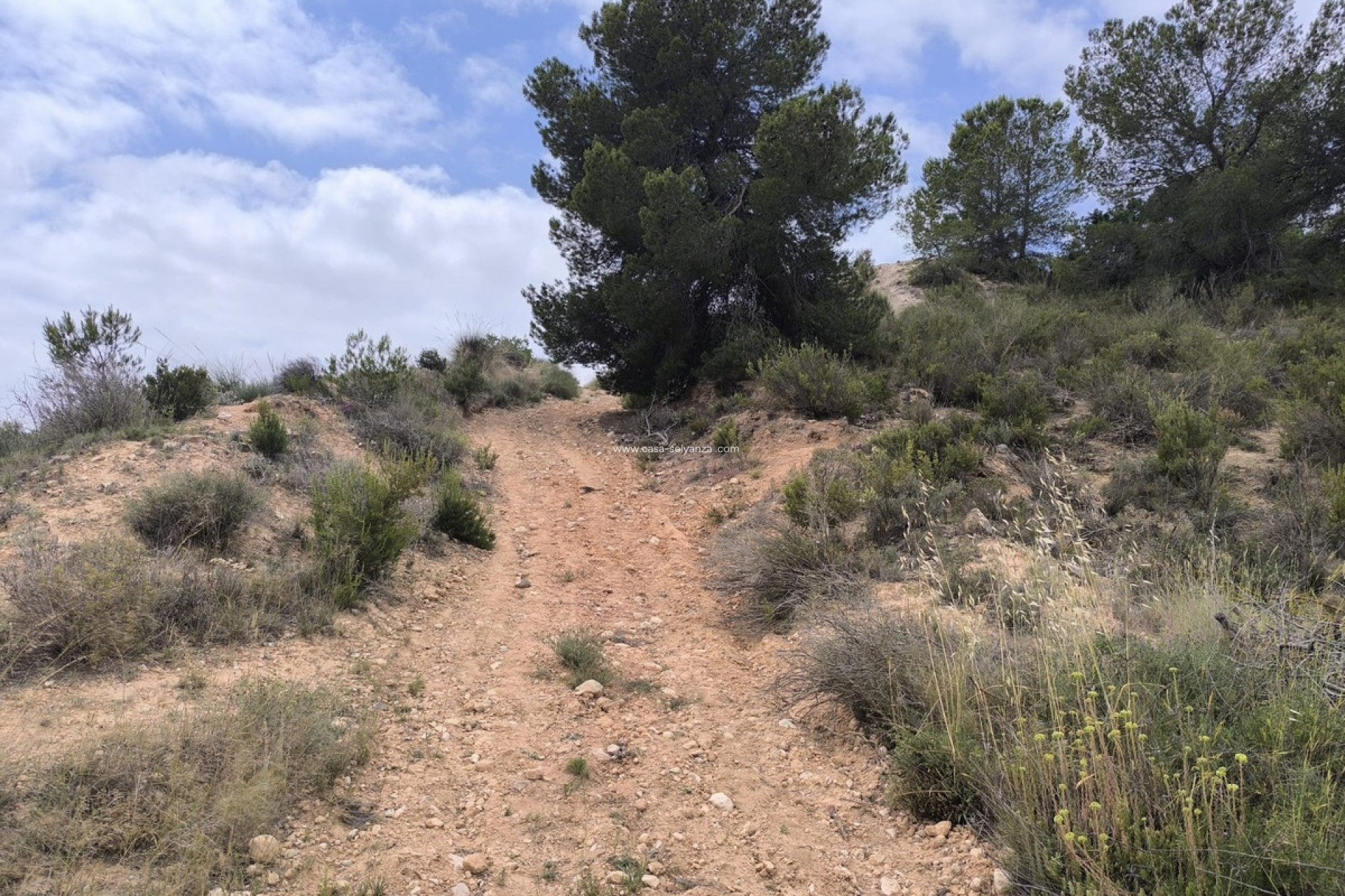 Revente - Land - Pinoso - Pinoso Centro