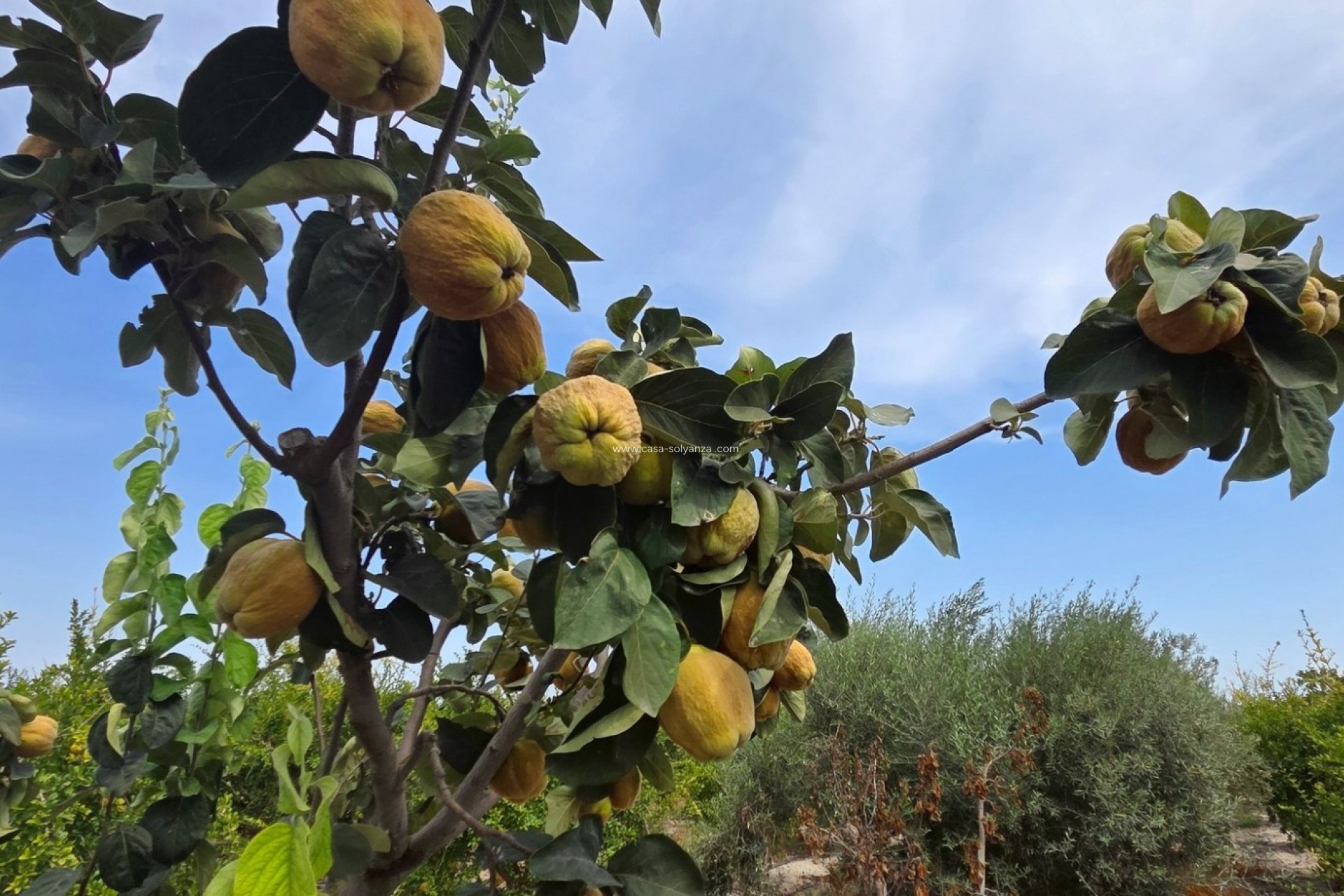 Revente - Land - San Isidro