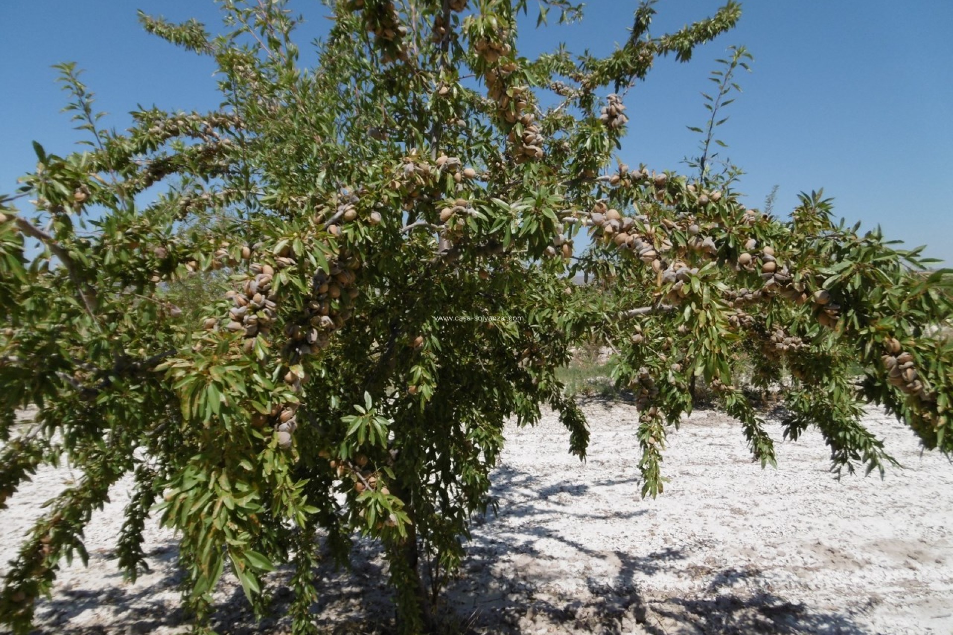 Revente - Land - Yecla - Inland