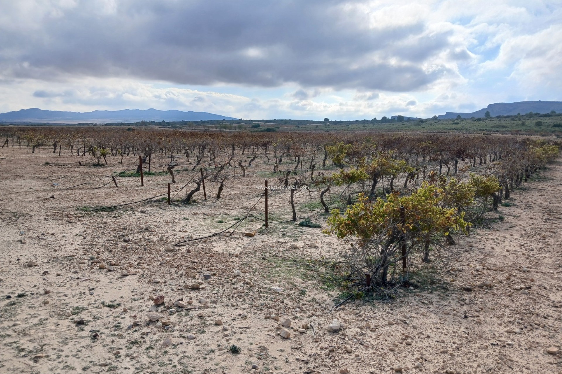 Revente - Land - Yecla - Inland