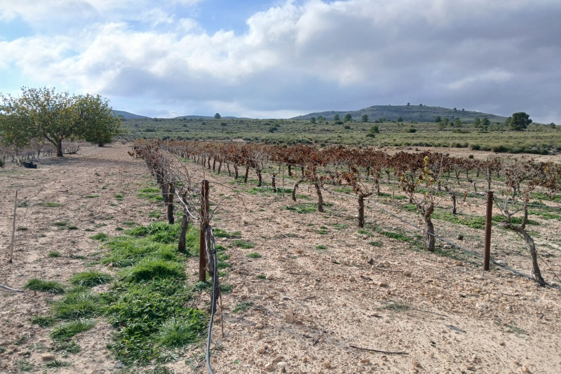 Revente - Land - Yecla - Inland