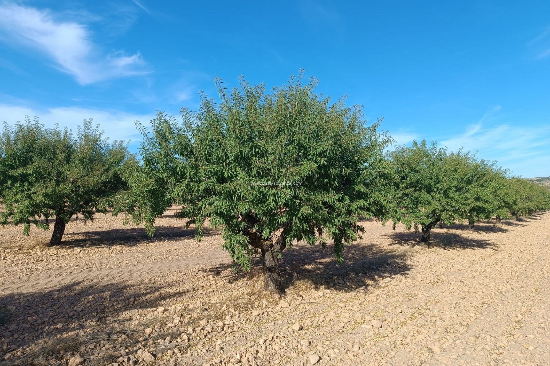 Revente - Land - Yecla - Inland