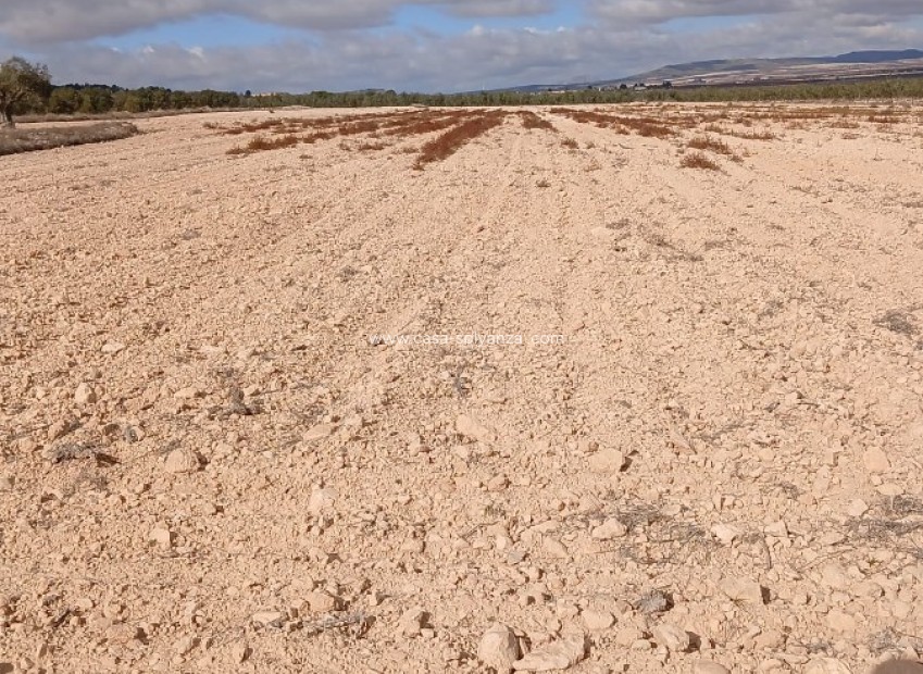 Revente - Land - Yecla - Inland