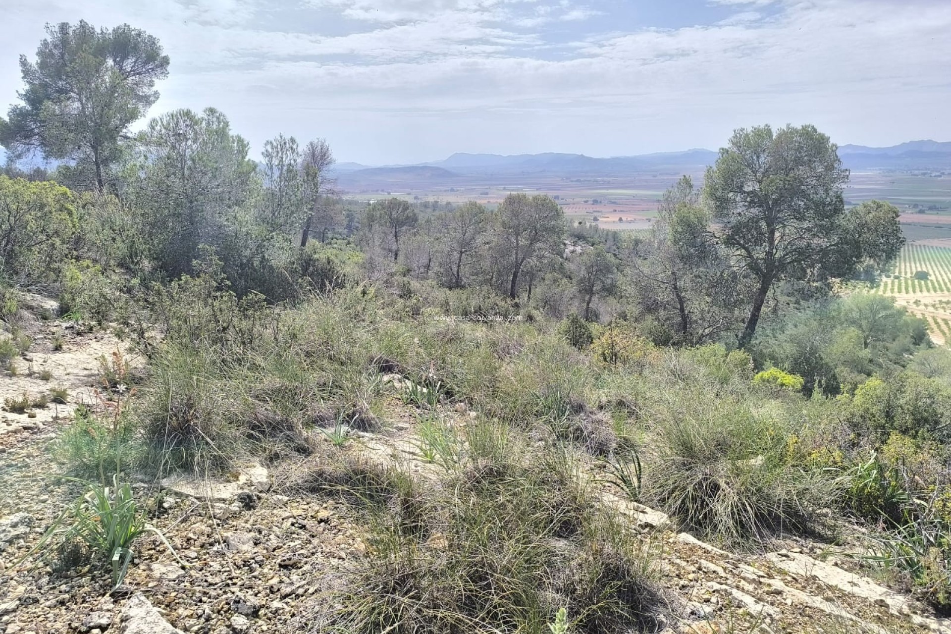 Revente - Land - Yecla - Inland