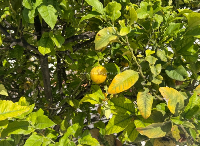 Revente - Maison de ville - Torrevieja - Costa Blanca