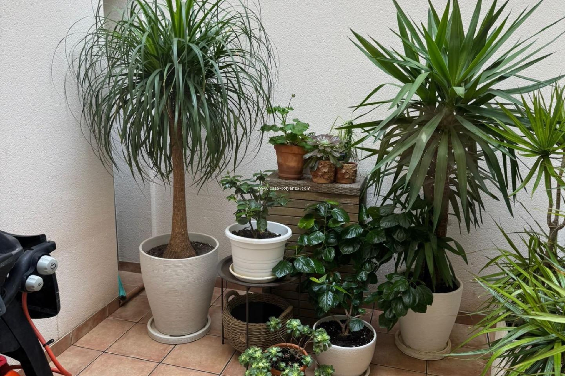 Revente - Maison de ville - Torrevieja - Punta Prima