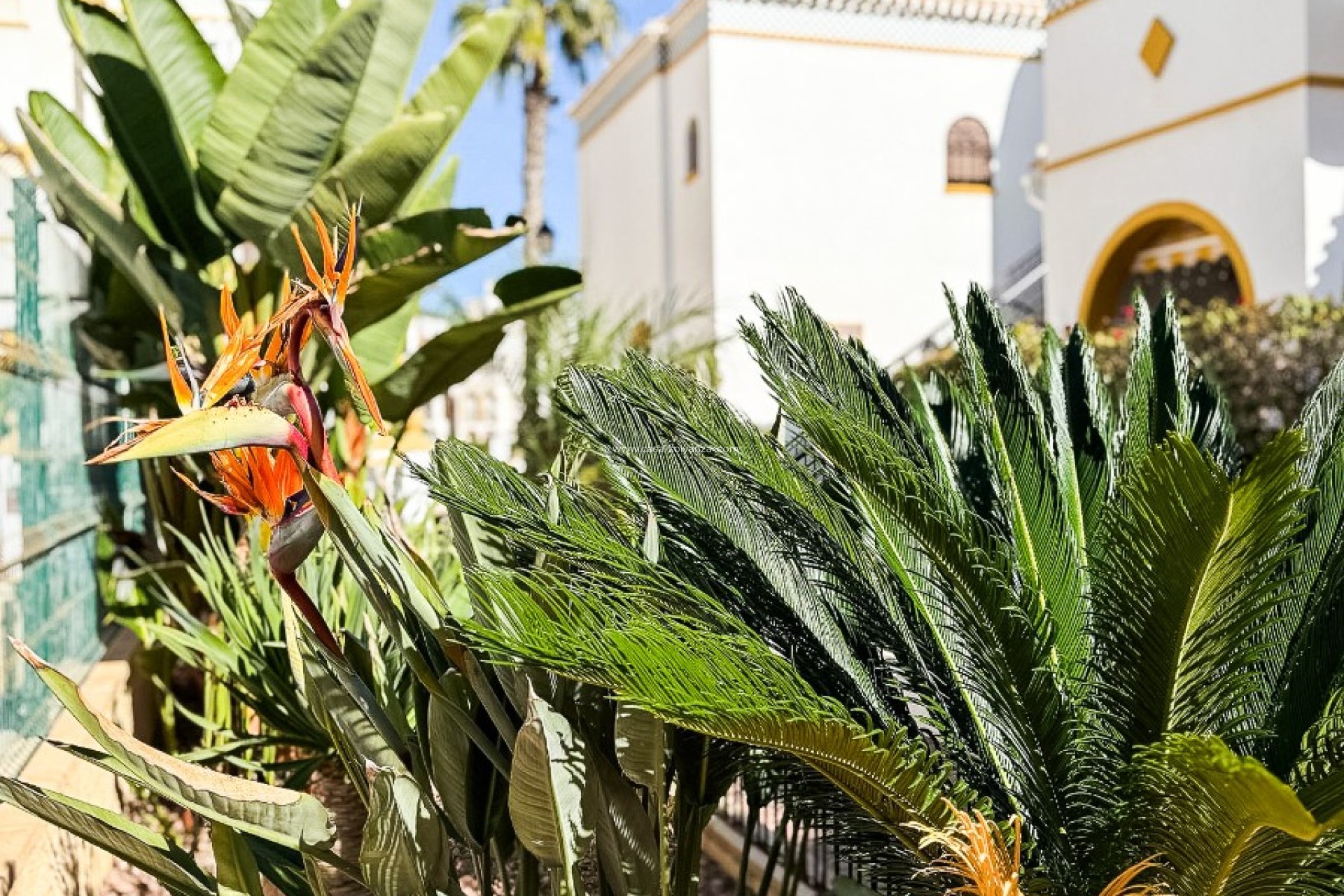 Revente - town_house - Torrevieja - La Mata