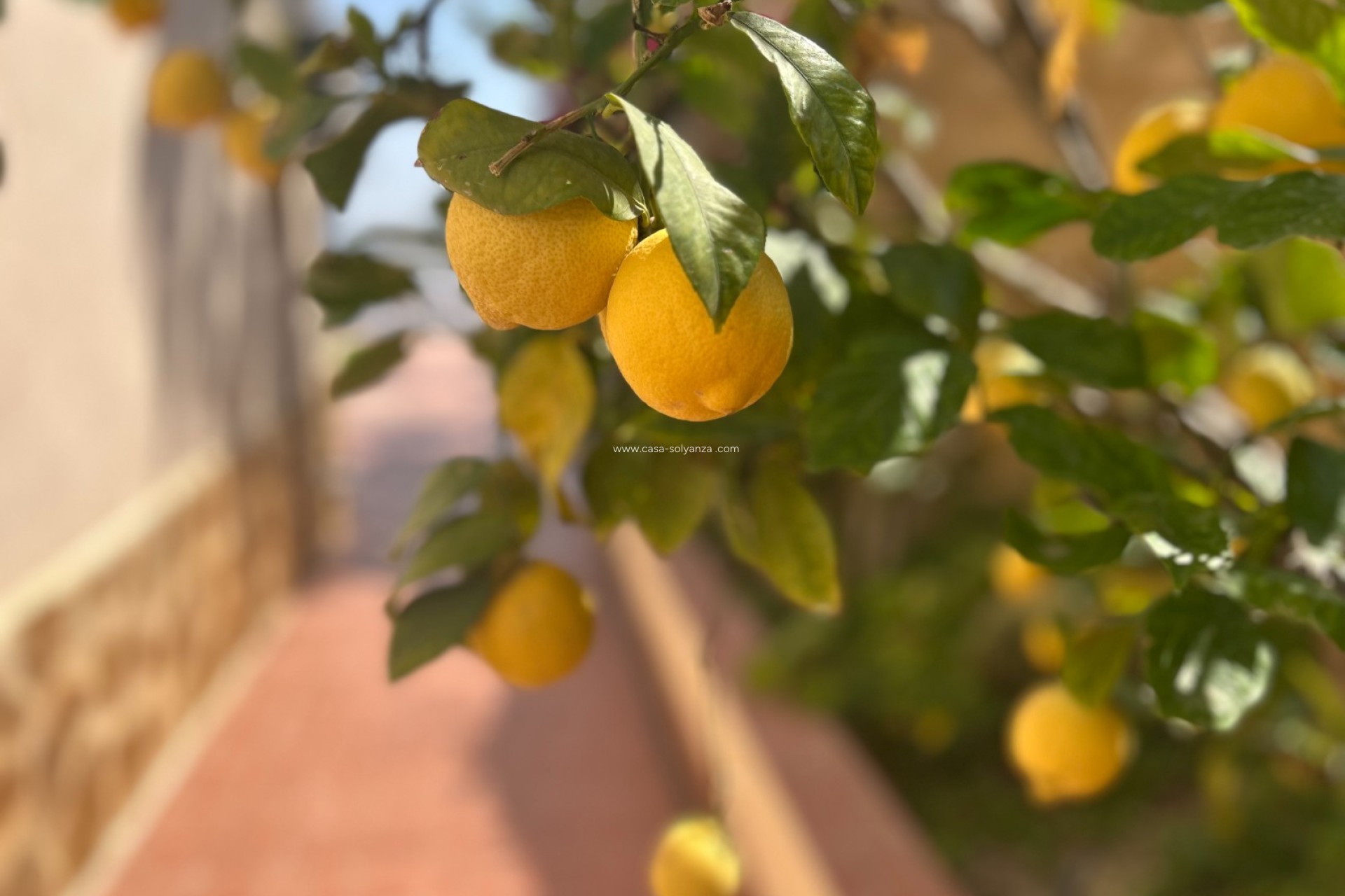 Revente - Villa - Algorfa - Inland