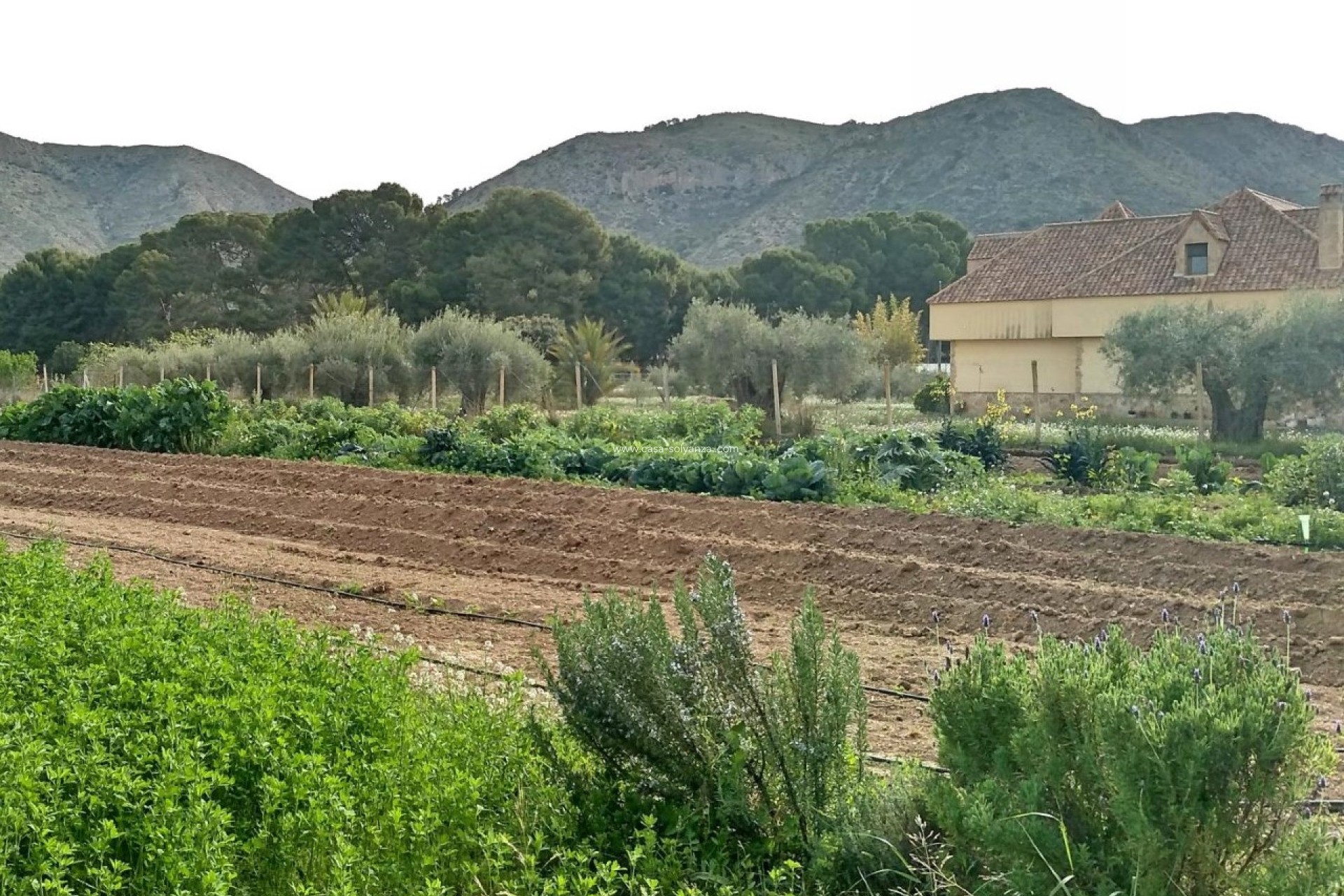 Revente - Villa - Aspe - Inland