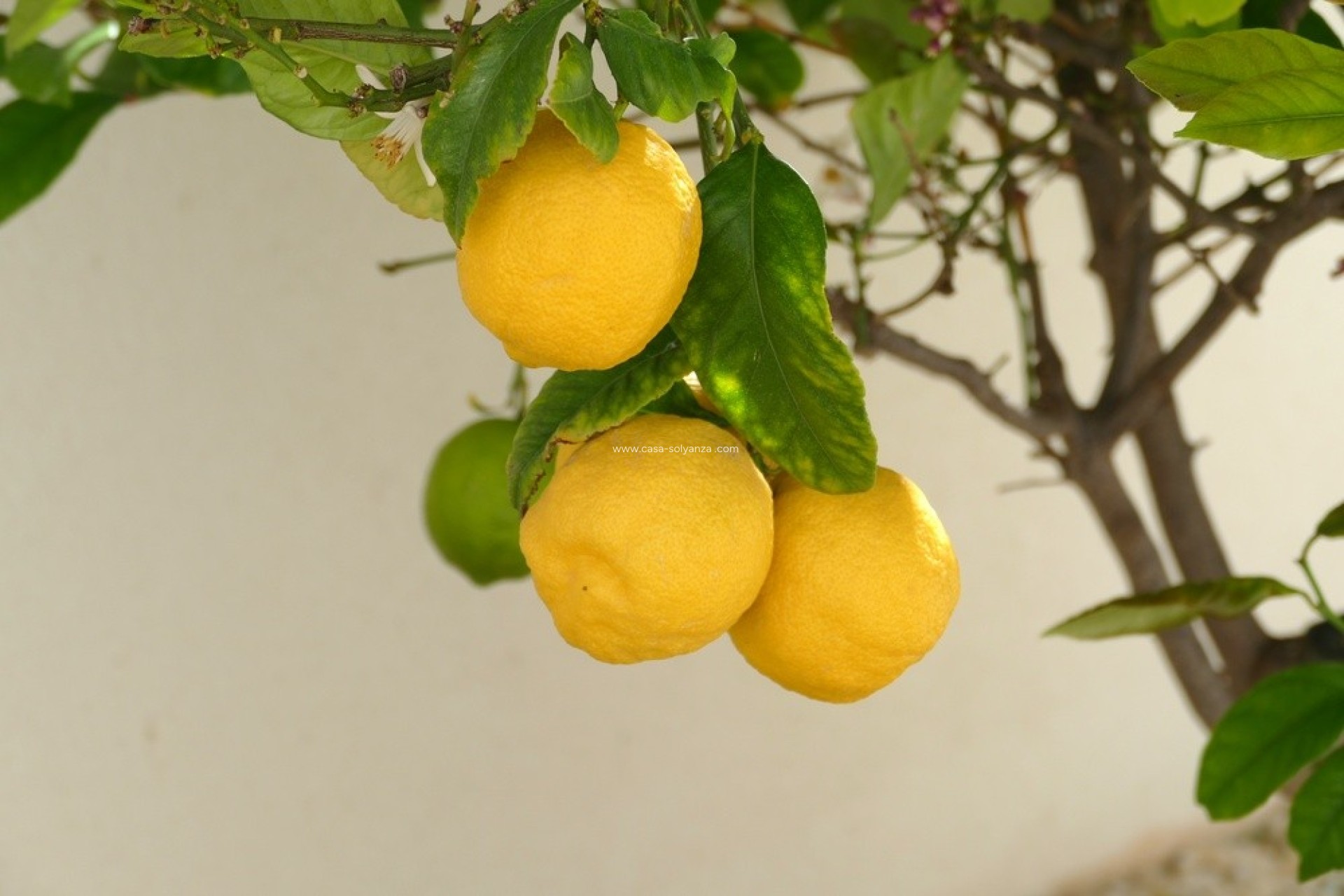 Revente - Villa - Benijofar - Costa Blanca