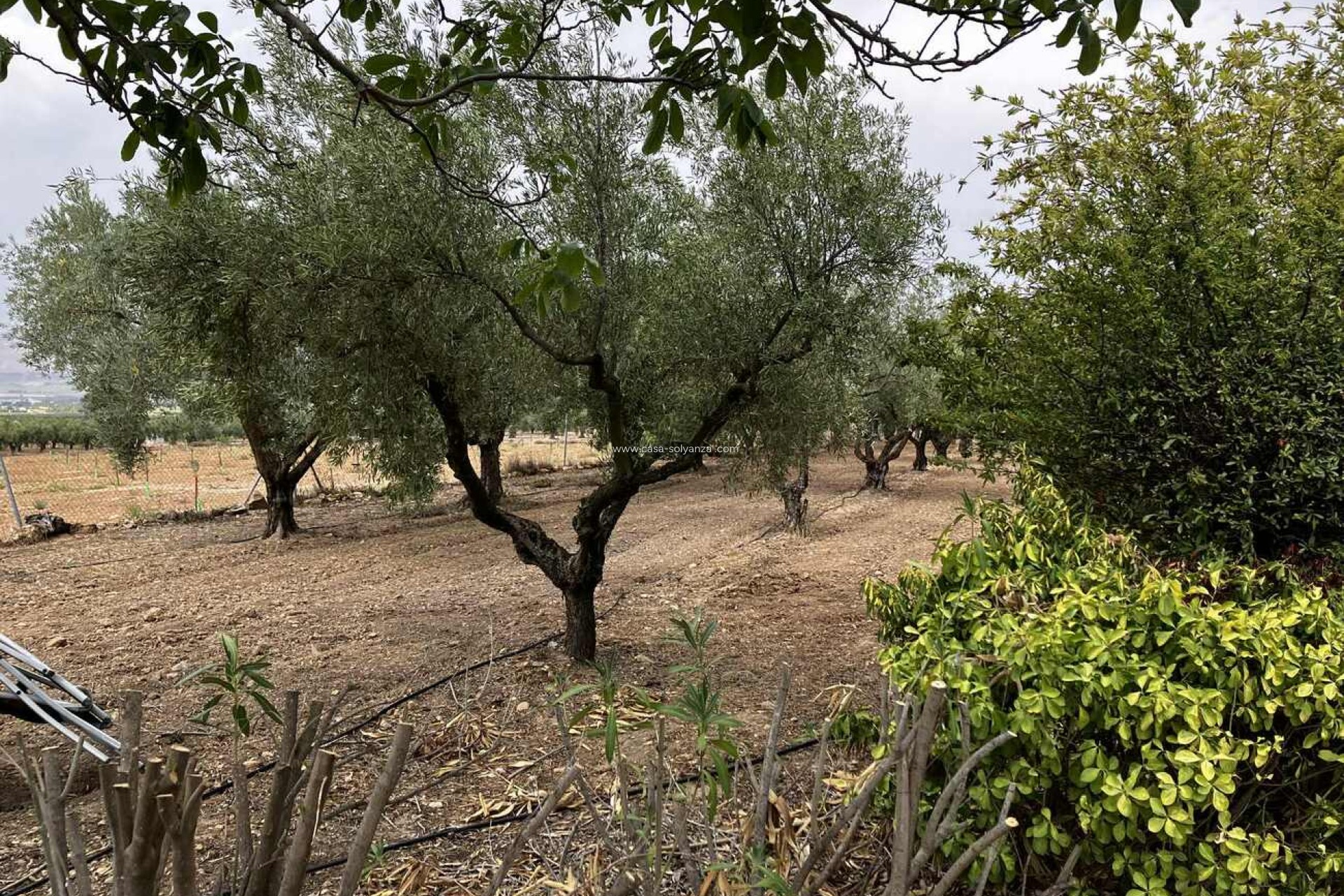 Revente - Villa - Biar - Costa Blanca