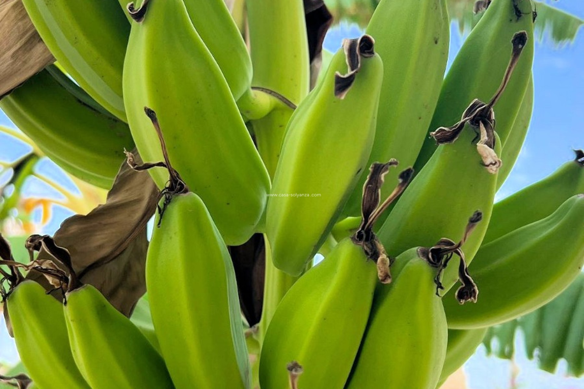 Revente - Villa - Los Urrutias - Costa Calida