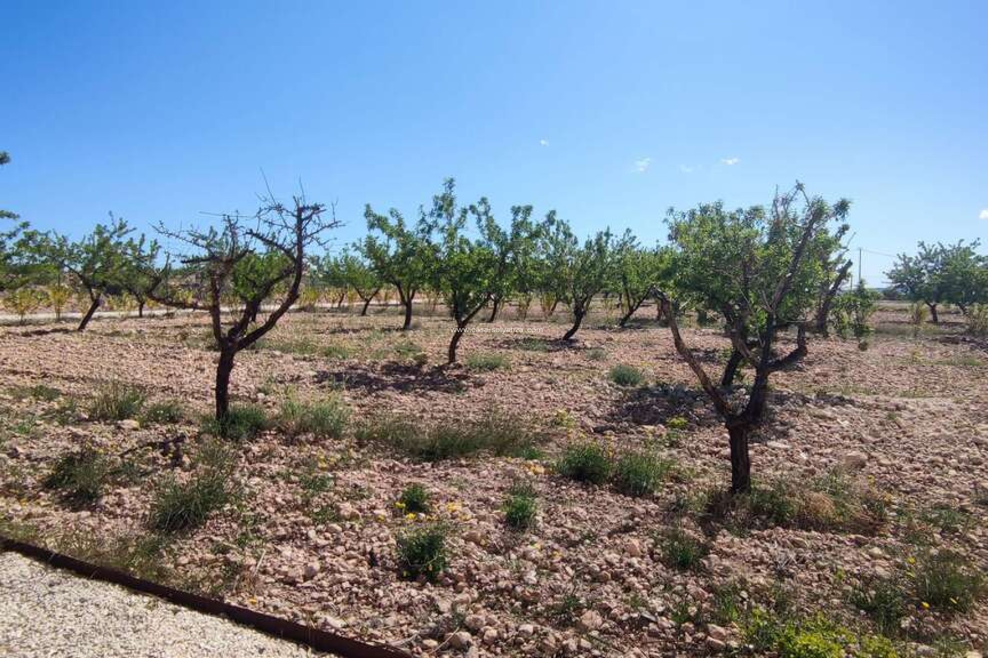 Revente - Villa - Pinoso - Inland
