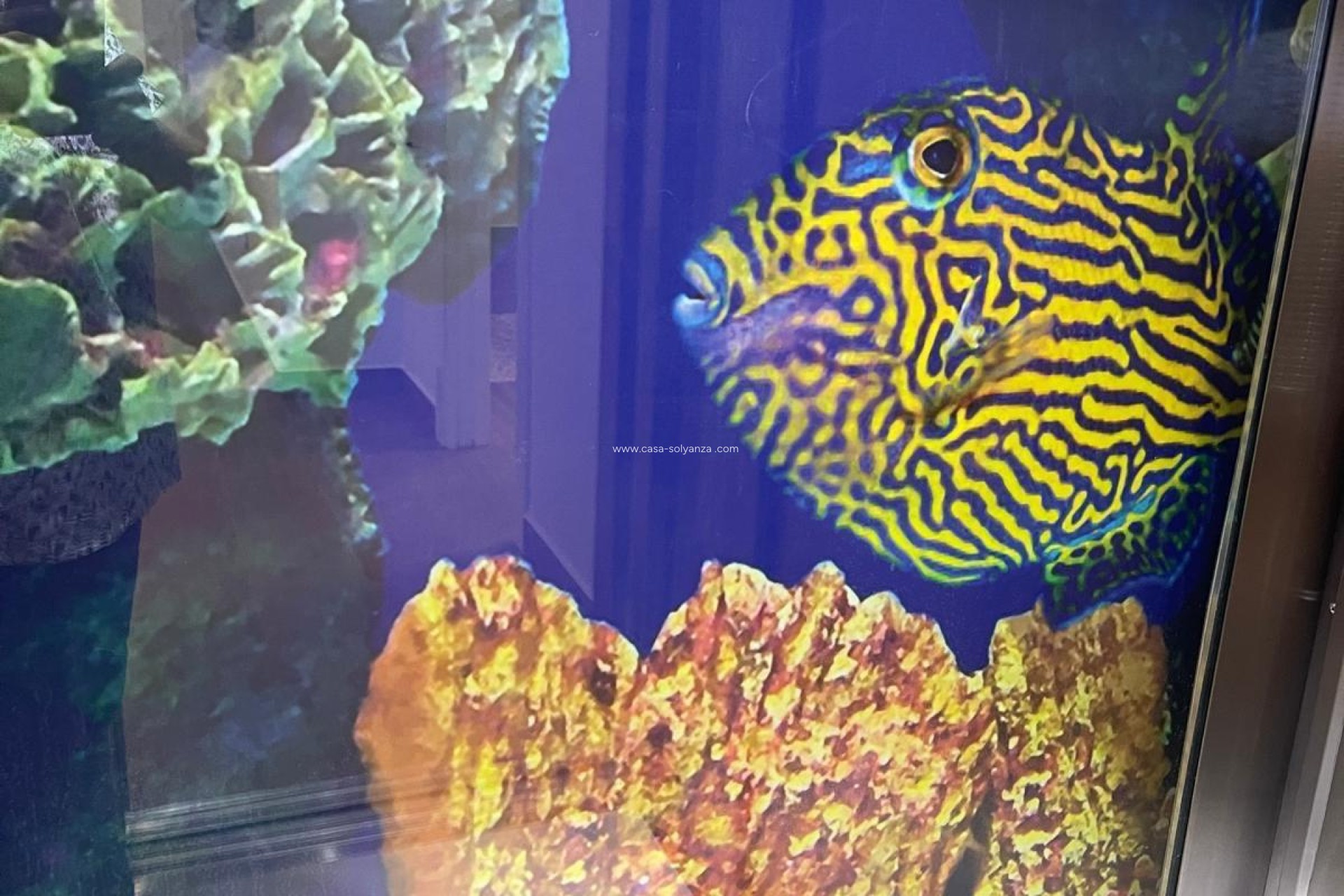 Revente - Villa - San Miguel de Salinas - Altos De San Miguel