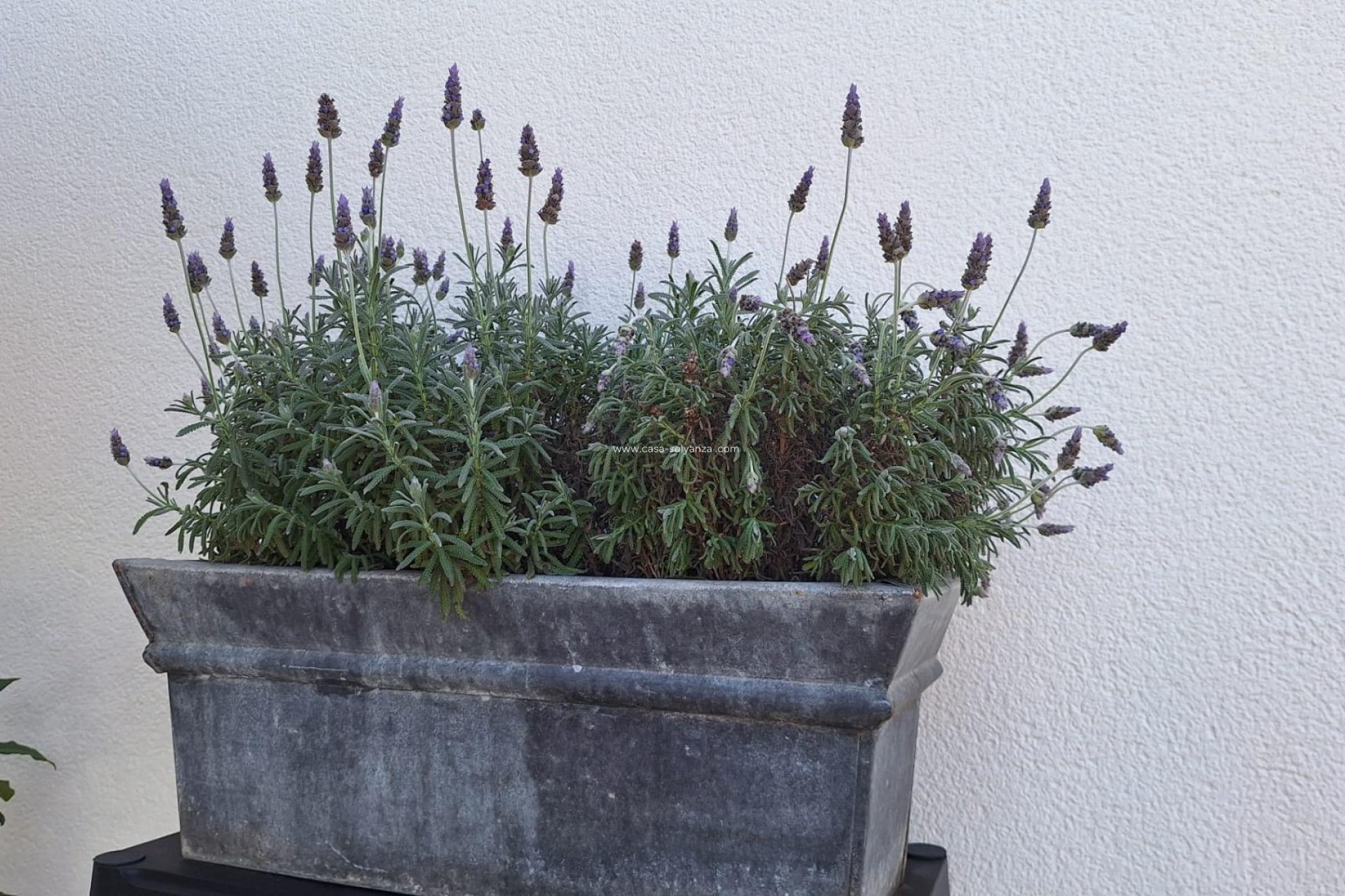 Revente - Villa - Torrevieja - Los Balcones