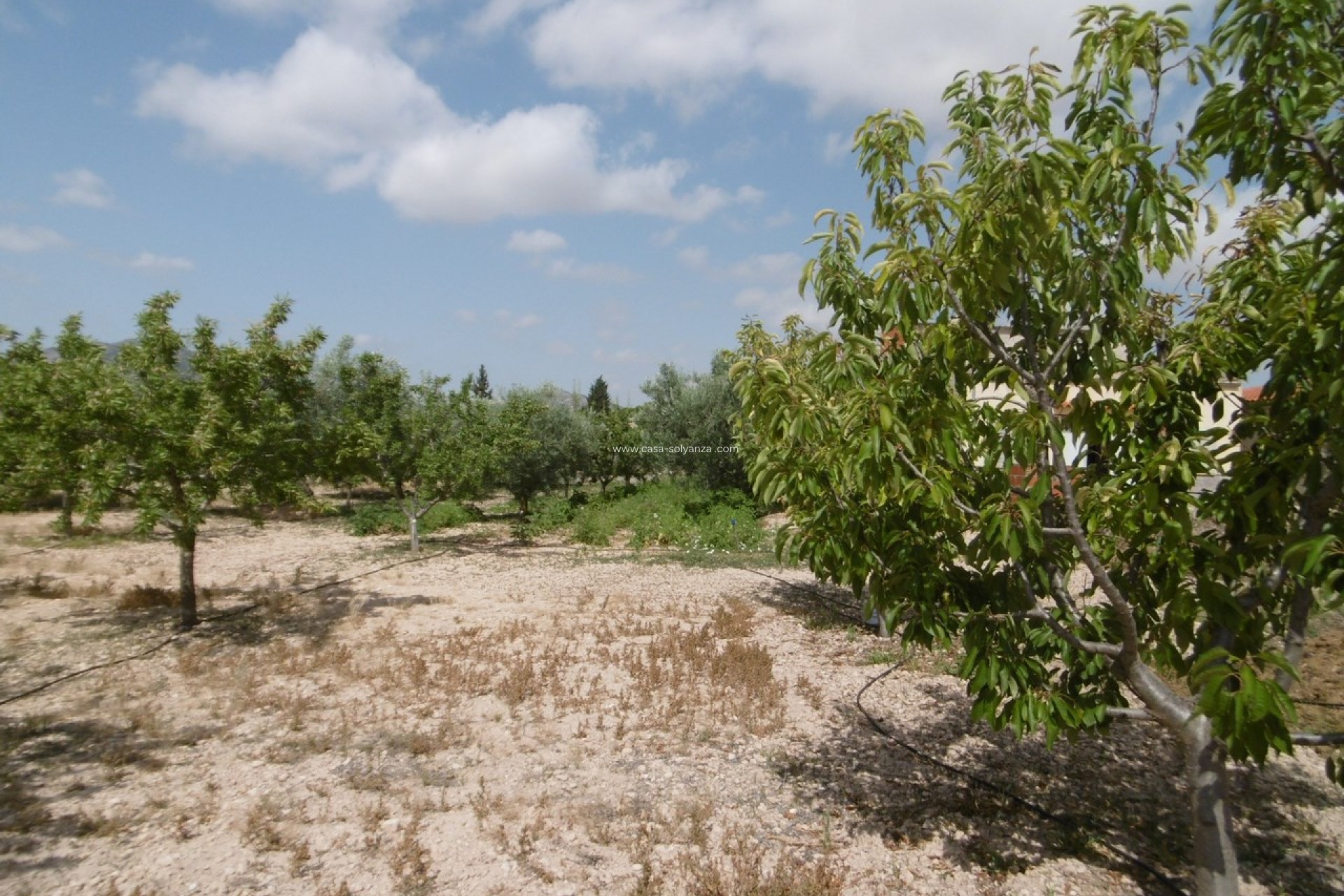 Revente - Villa - Yecla - Inland