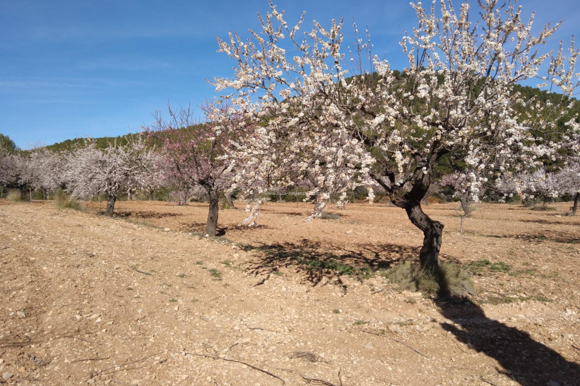 Wiederverkauf - Country Property/Finca - Bullas
