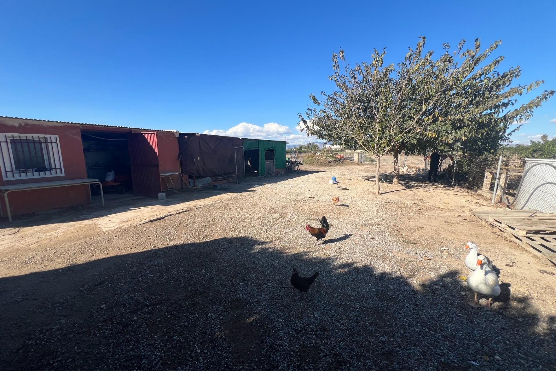 Wiederverkauf - Country Property/Finca - Dolores - Comunidad Valenciana