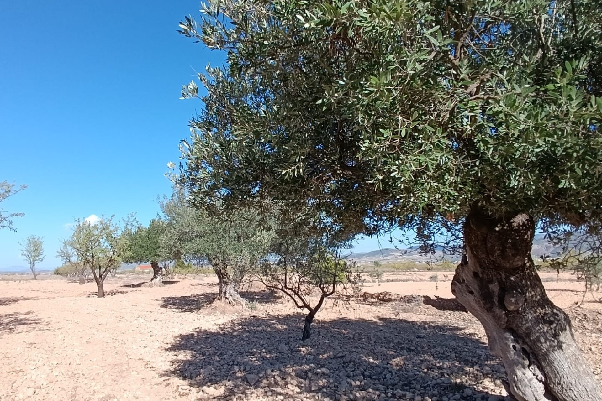 Wiederverkauf - Country Property/Finca - Jumilla - Inland