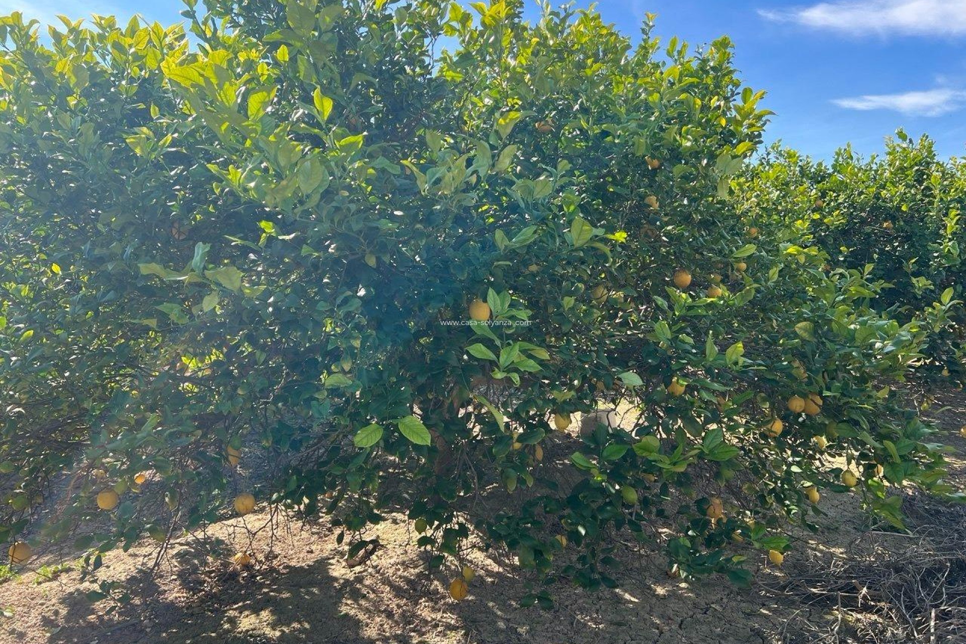 Wiederverkauf - Country Property/Finca - Los Montesinos - Comunidad Valenciana