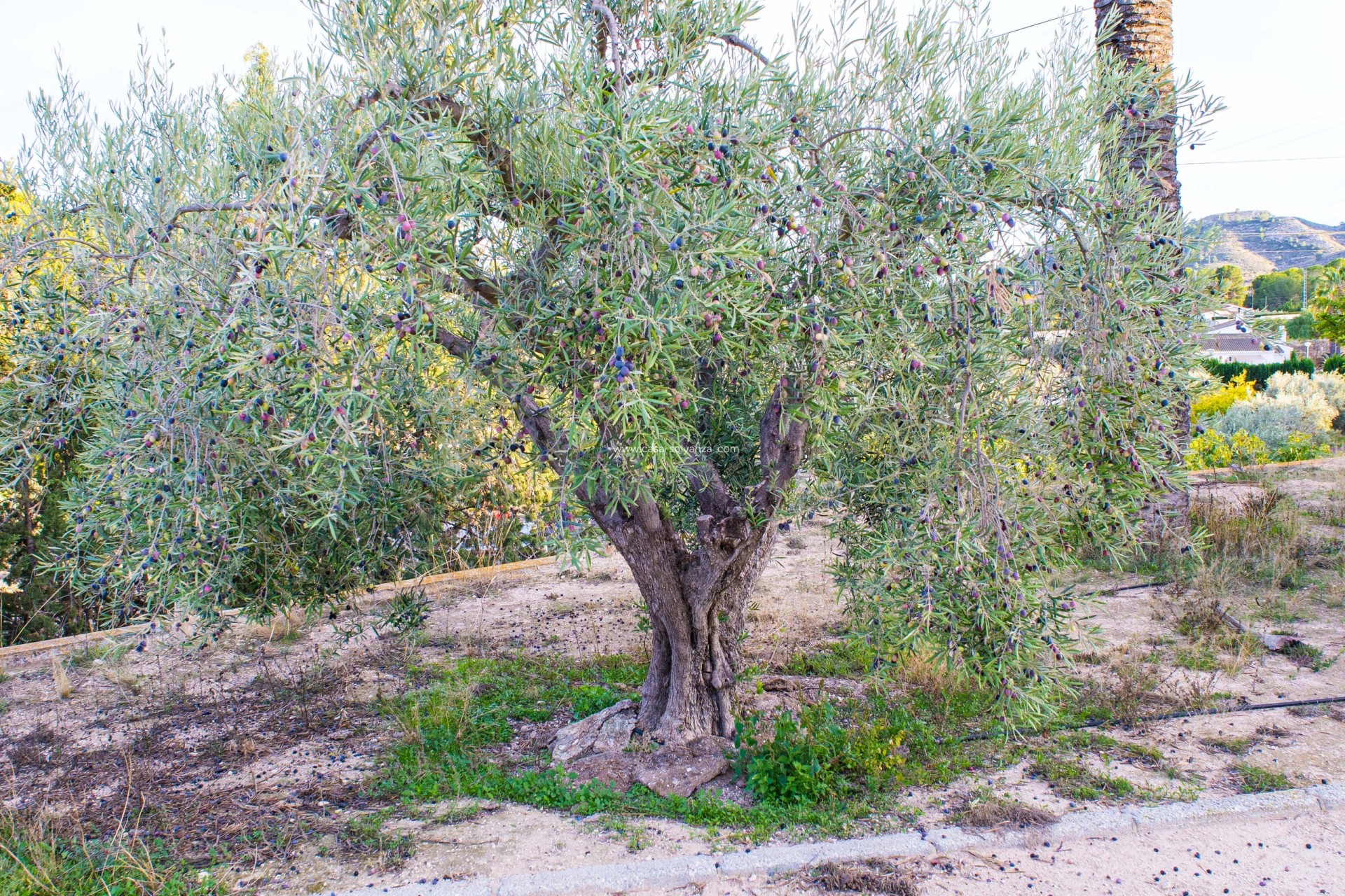Wiederverkauf - Country Property/Finca - Monòver - Camí de Beties 5 be