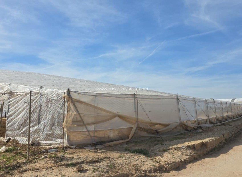 Wiederverkauf - Country Property/Finca - Pilar de la Horadada