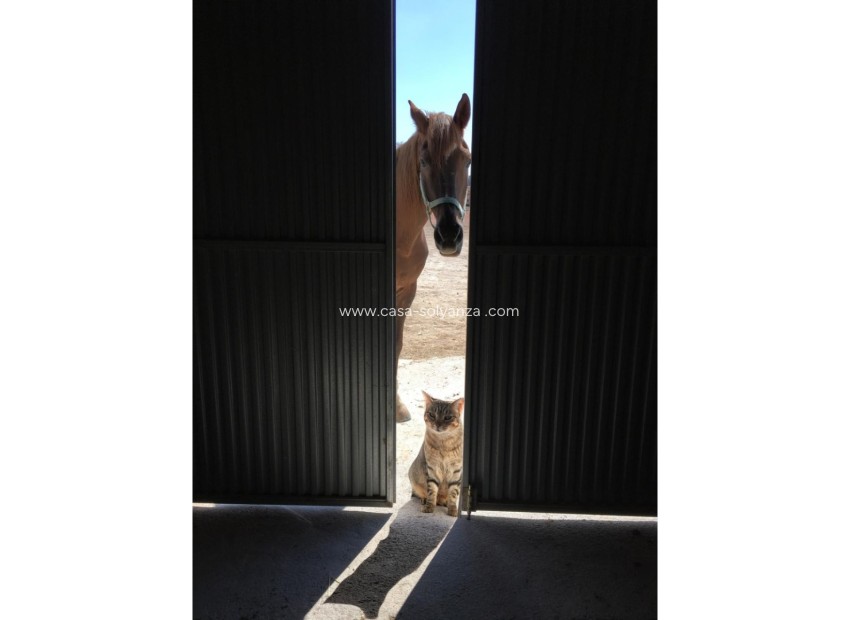 Wiederverkauf - Country Property/Finca - Torre Del Rico