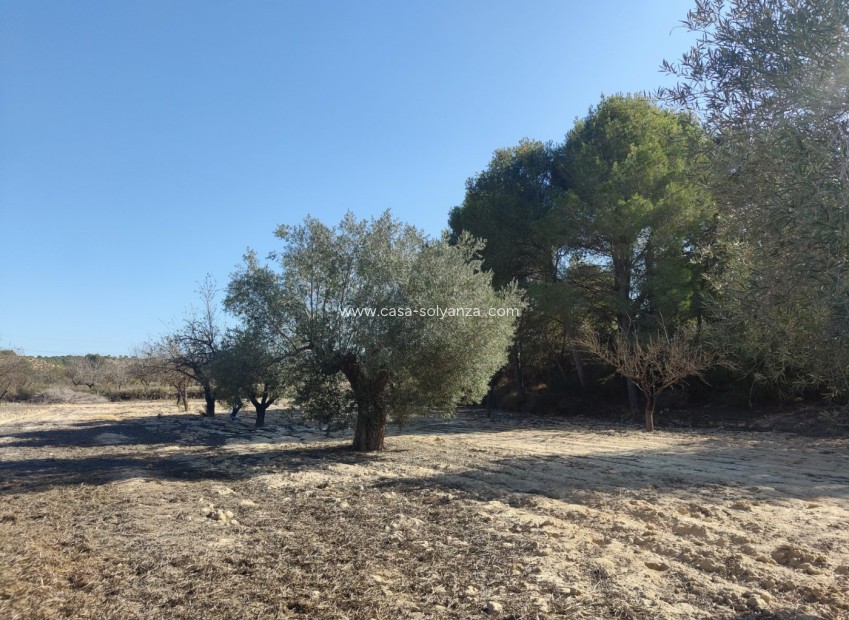 Wiederverkauf - Country Property/Finca - Torremendo