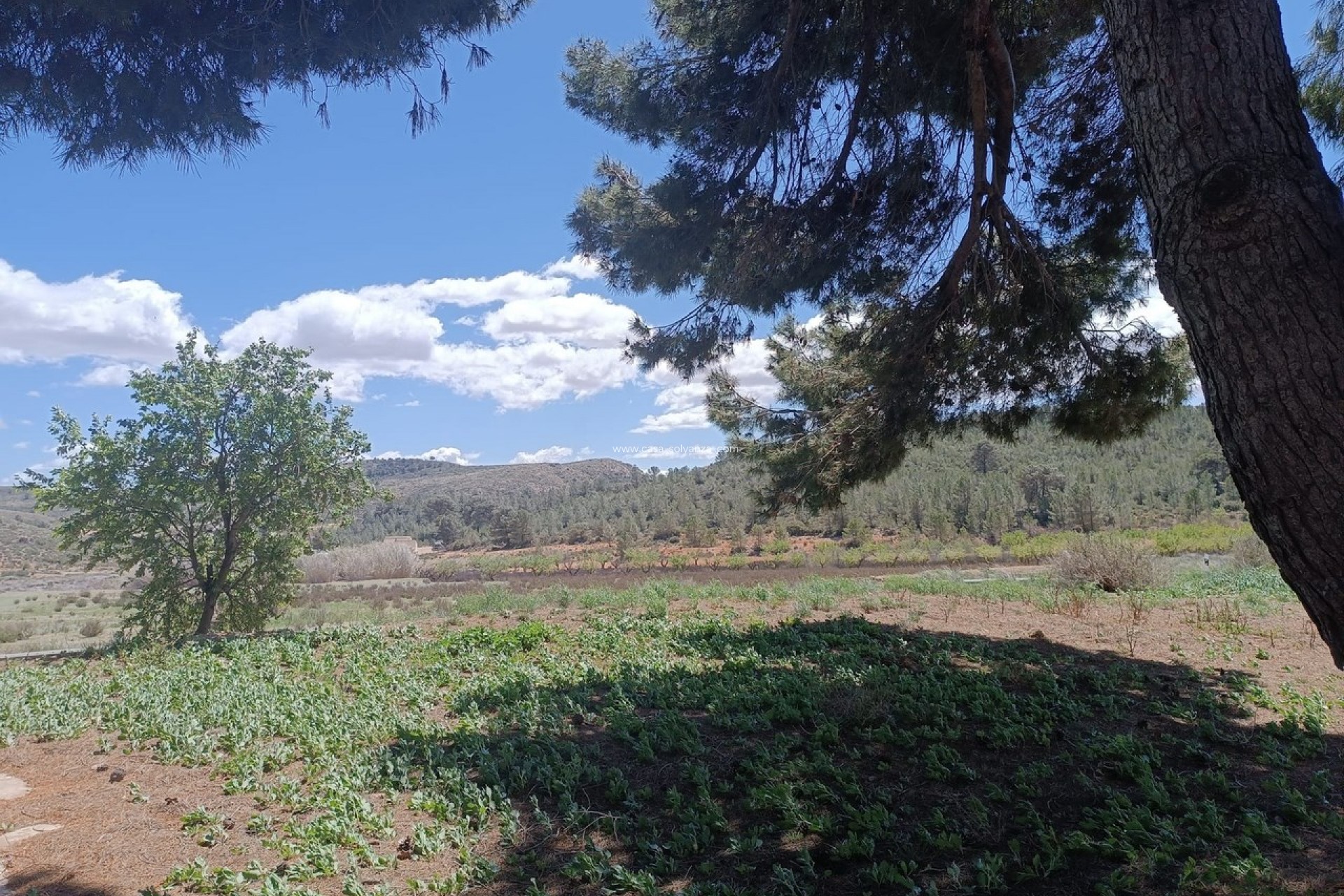 Wiederverkauf - Country Property/Finca - Yecla - Inland